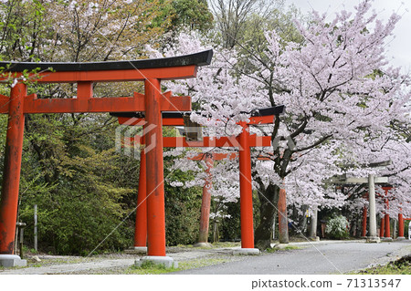 吉田神社,竹中稻成社,櫻花 吉田神社,竹中稻成社,櫻花 71313547