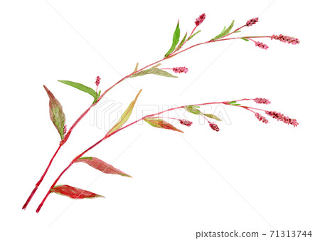 百日草 百日草 71313744