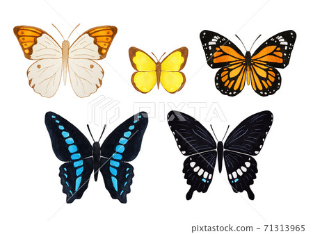 Butterfly Butterfly 71313965