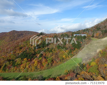 秋葉黃葉棗 71313970