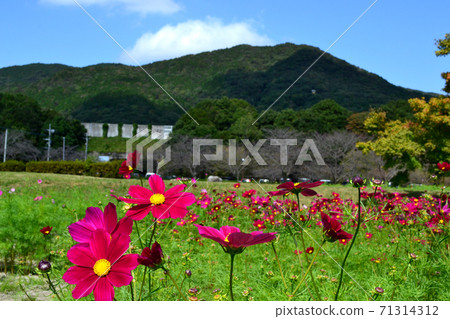 佐賀Kinritsu公園宇宙花園 71314312