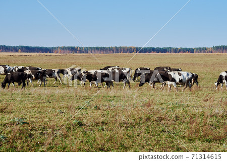 Herd of cows grazing at green field in a summer day 71314615