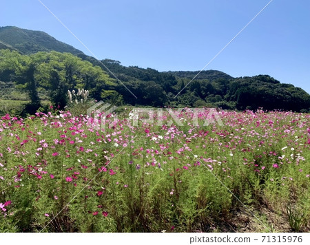 Cosmos field in Kawatana Town, Higashisonogi County, Nagasaki Prefecture 71315976