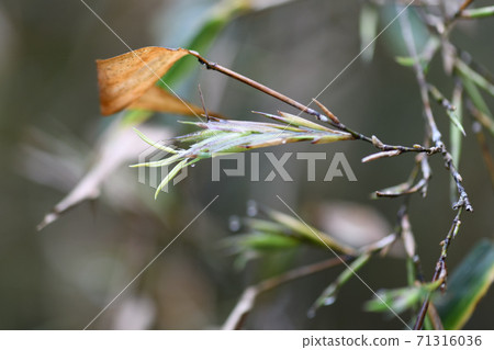 Rare bamboo (black bamboo) flowers Rare bamboo (black bamboo) flowers 71316036