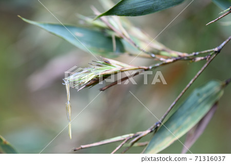 Rare bamboo (black bamboo) flowers Rare bamboo (black bamboo) flowers 71316037