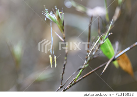 稀有竹（黑竹）花 71316038
