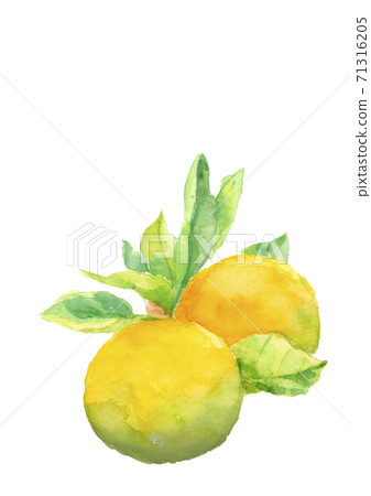 Citrus unshiu with leaves [Watercolor] 71316205