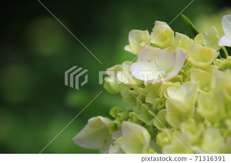 Benigaku繡球花 71316391
