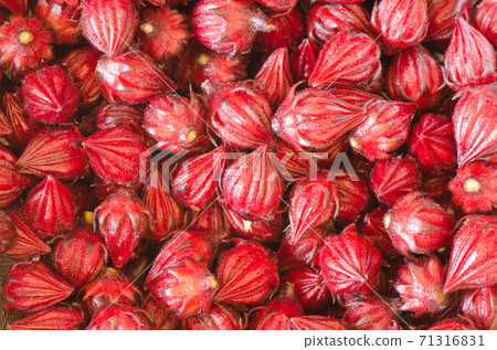 收穫後的玫瑰（芙蓉） 71316831