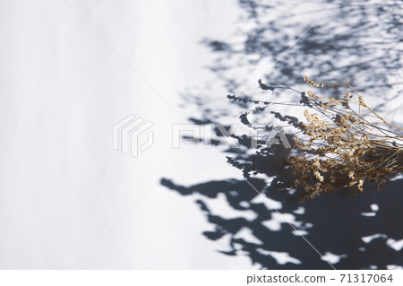 生活在自然光線和乾花下 生活在自然光線和乾花下 71317064