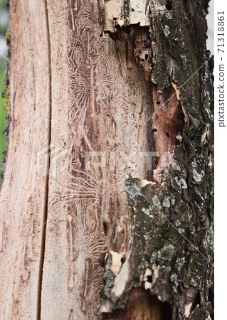 Sick tree with insect holes in bark 71318861