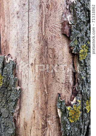 Sick tree with insect pattern 71318862