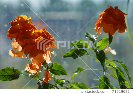close-up of a beautiful, decorative leaf and flower  of a house plant crossandra infundibuliformisa against window with sunlight. 71319621