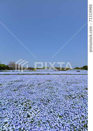 Nemophila 71319966