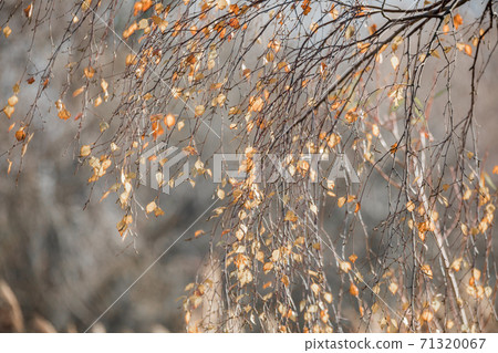 beautiful autumn yellow birch leaves beautiful autumn yellow birch leaves 71320067