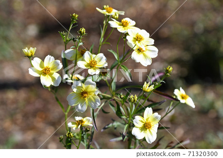 Winter Cosmos 71320300