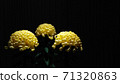 Dignified appearance of chrysanthemum flowers (shining of Fuji, making three bon festival chrysanthemums, large flowers, yellow, black background, title space, horizontal position) 71320863