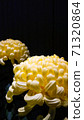 Dignified appearance of chrysanthemum flowers (shining of Fuji, making three bon festival chrysanthemums, large flowers, yellow, black background, title space, vertical position) 71320864
