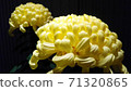 Chrysanthemums with a dignified appearance (Fuji shine, large flowers, yellow, chrysanthemum flowers, making three bon festival chrysanthemums, black background, horizontal position, close) 71320865