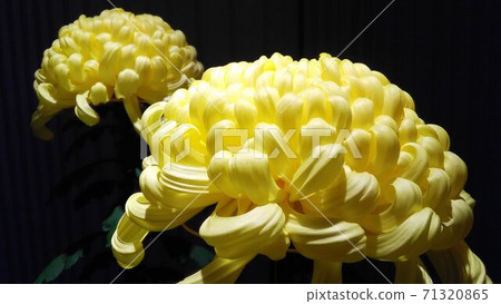 Chrysanthemums with a dignified appearance (Fuji shine, large flowers, yellow, chrysanthemum flowers, making three bon festival chrysanthemums, black background, horizontal position, close) 71320865