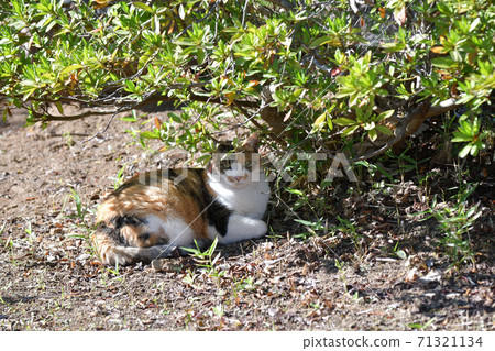 Calico cat (11 years old) relaxing in the garden Calico cat (11 years old) relaxing in the garden 71321134