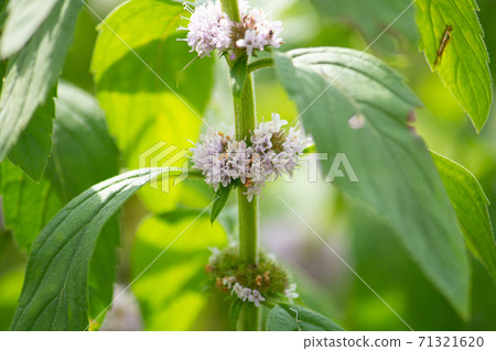 Light purple flowers of Japanese mint (light load) (photographed in autumn, Japan) 71321620