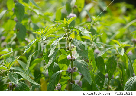 Light purple flowers of Japanese mint (light load) (photographed in autumn, Japan) Light purple flowers of Japanese mint (light load) (photographed in autumn, Japan) 71321621