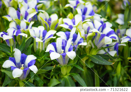 Gentiana scabra Scientific name: Gentiana scabra English name: Gentian (white and blue mar Gentiana scabra Scientific name: Gentiana scabra English name: Gentian (white and blue mar 71321622