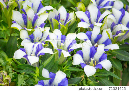 Gentiana scabra Scientific name: Gentiana scabra English name: Gentian (white and blue mar 71321623