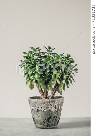 Houseplant Crassula ovata jade plant money tree opposite the wall Houseplant Crassula ovata jade plant money tree opposite the wall 71321733