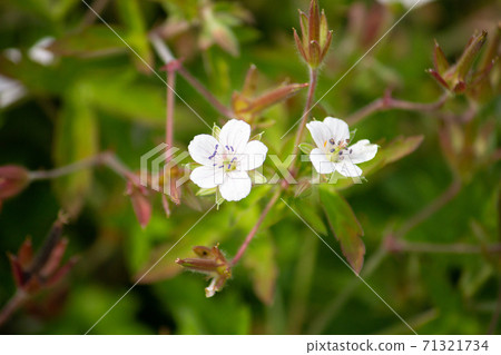 Geranium thunbergii (current evidence, scientific name: Geranium thunbergii), crude drug ingredients, herbs, autumn, Japan Geranium thunbergii (current evidence, scientific name: Geranium thunbergii), crude drug ingredients, herbs, autumn, Japan 71321734