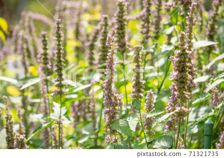 Mint mint (scientific name: Agastache rugosa), also known as mint (scented mint) Japan, autumn Mint mint (scientific name: Agastache rugosa), also known as mint (scented mint) Japan, autumn 71321735