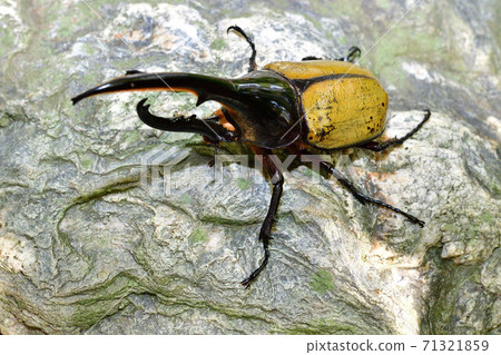 Hercules Hercules Hercules Hercules 71321859