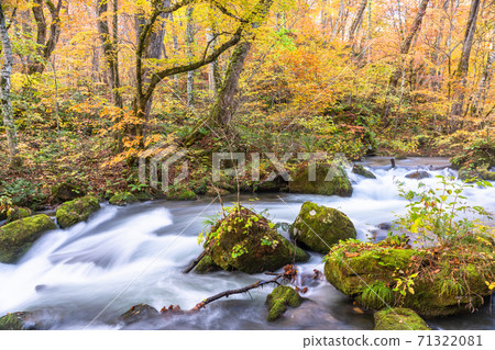 《青森縣》秋天的奧入瀨溪流，秋天的落葉和清澈的溪流 71322081