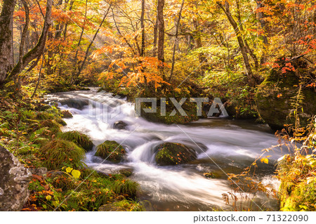 《Aomori Prefecture》 Autumn Oirase Gorge, Autumn Leaves and Clear Stream 71322090