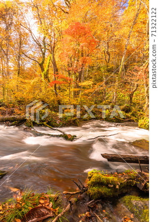 《青森縣》秋天的奧入瀨溪流,秋天的落葉和清澈的溪流 《青森縣》秋天的奧入瀨溪流,秋天的落葉和清澈的溪流 71322122