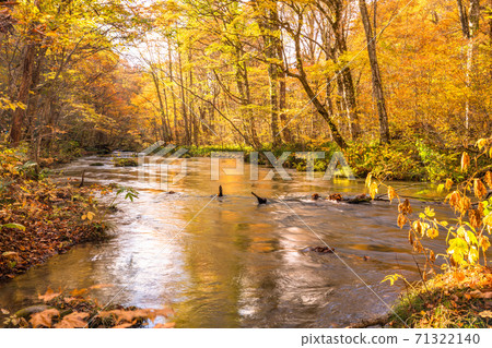 《Aomori Prefecture》 Autumn Oirase Gorge, Autumn Leaves and Clear Stream 71322140