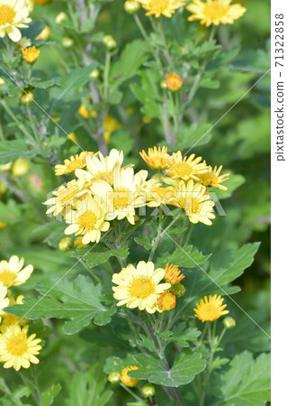 Chrysanthemum   71322858