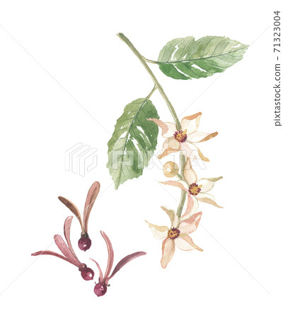 Sal tree flowers and seeds 71323004