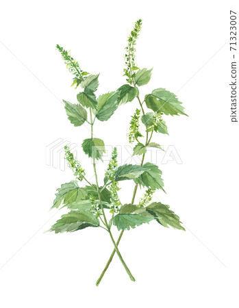 Perilla frutescens 71323007