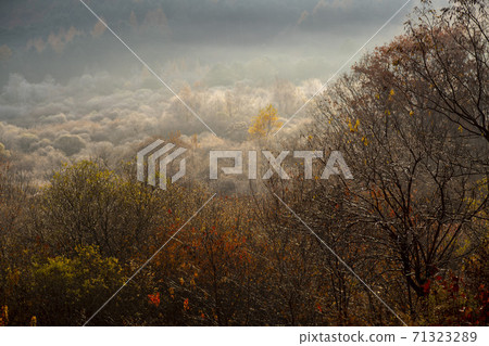 Secret Garden, Inje County, Gangwon Province 71323289