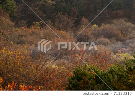 江原道仁濟縣秘密花園 71323313