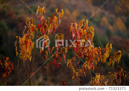 Secret Garden, Inje County, Gangwon Province 71323371