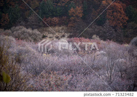 江原道仁濟縣秘密花園 江原道仁濟縣秘密花園 71323482