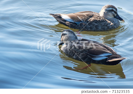 Spot-billed ducks and ripples 71323535