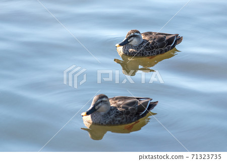 卡爾加莫和睦相處 71323735