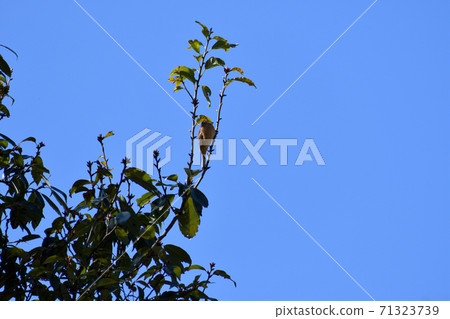 Bunting on a tree Bunting on a tree 71323739