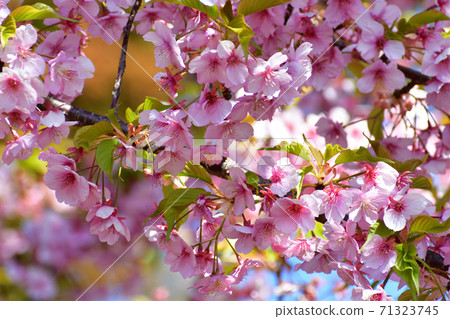 藍天和Kawazu櫻花粉紅色的花朵 71323745