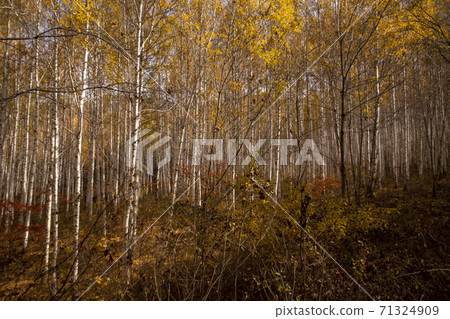 Birch, Inje County, Gangwon Province Birch, Inje County, Gangwon Province 71324909