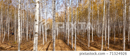 Birch, Inje County, Gangwon Province Birch, Inje County, Gangwon Province 71324926